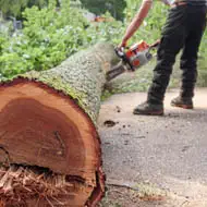 Abattage d'arbres dangereux 20